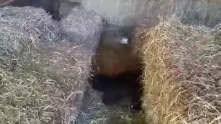 Bella Barn Hunt RATS Practice