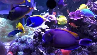 Our 400 gal saltwater fish tank aquarium, Aug 27, 2018 update