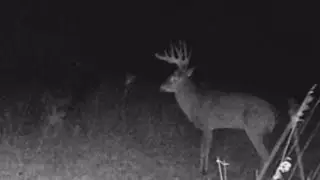Next Turn Outdoors. WoSports G600 Trail Cam . Deer ,Coon ,Cat, Samsquanch in Ford Ranger.