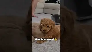 Transformation | 8 weeks to 6 months | Poochon Puppy #doglover #dog #puppy #poochon