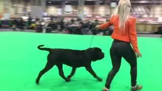 Crufts 2019 Neapolitan Mastiff Open Bitch