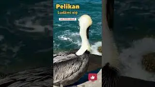 Wylądował na środku chodnika i przyglądał się ludziom :-)  #pelikan #pelicans #floryda #florida