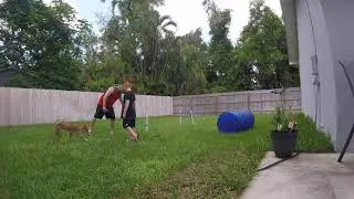 Ibizan hound Axl