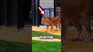Lion sees grass for the first time in her life reaction 🥺 #shorts