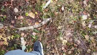 Doing forestwalking right by the animals I Paying it forest