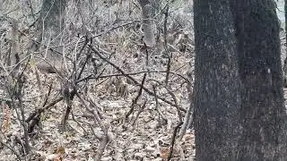 Green heads galore!