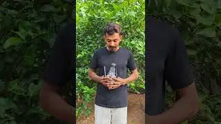 1000km fly racing pigeon#long distance racing pigeon#top pigeon#extrmelydistance racing pigeon#புறா 