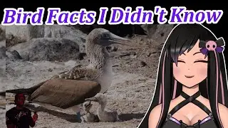 Реакция на факты о птицах! | #reactionvideo #animals #birds #vtuber