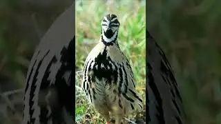 Rain Quail sound/Batair  Sound Chinrga Sound