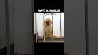 ADOPT&Oacute; A UN SKINWALKER SIN QUERER💀😥 #shorts