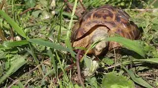A Western Hingeback Tortoise, Kinixys nogueyi, Eats Dandelion Stems