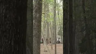 Triple Tree Kick ACE Run! #discgolf #shorts