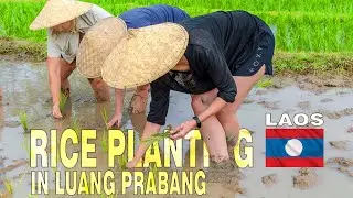 Rice planting course in Luang Prabang, Laos | TRANSAZJA