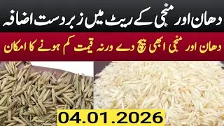 Rice /Monji /Dhaan Today rate In Pakistan /Rice monji latest price update Punjab mandi