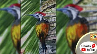 How To Draw A Woodpecker/ Woodpecker In Watercolor #WoodPecker #art #arte #pittura #pintura #Shorts