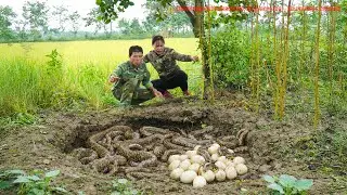 Terrifying Discovery! Giant Snake Nest Found While Harvesting Lemongrass for Market!