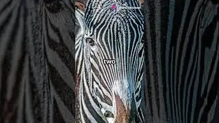 Animal Short Story: Zara the Zebra's Unique Stripes Adventure!