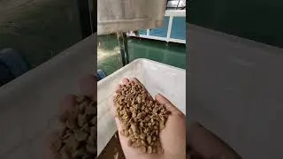 Yongte WPC granules production machine high capacity