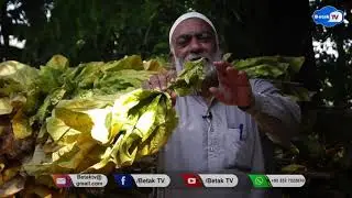 Tobacco processes Business at Swabi district KPk must watch