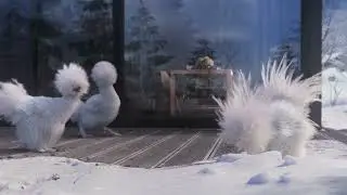 Poules POUIC - France 3