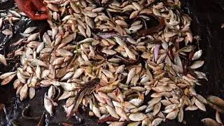 I bought some live baby fish out of thousands of baby fish in the river and released them into water