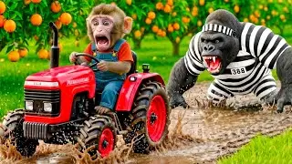 Monkey Farmer Harvests Grape And Catches The Apple Thief.! - Monkey Farm Work | KoKo Monkey Farm