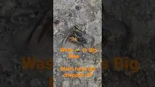 Wasp🐝 vs Big Blue 🪰 you shouldn't be poking ur nose in people hunny  🤣🤣