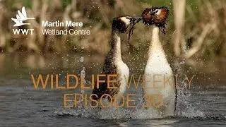 Wildlife Weekly Martin Mere - Episode 30