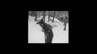 Acciva Ninja Dog