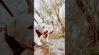Sealyham Terrier splashing around Stodmarsh Nature Reserve 7th April 2024 #dog #dogs