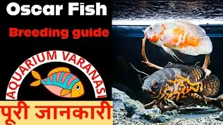 Oscar Fish // How to keep Oscar Fish Full care guide to tank set-up, Size, Diet, Tank mates,