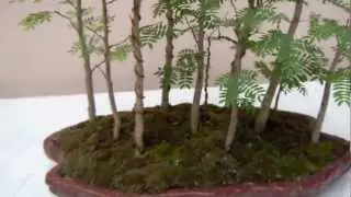 Bosques en miniatura    1° parte