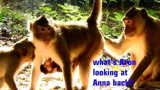 Oh, What's young king Aron looking at back Anna? King monkey Aron wanna kikilo with Anna more......