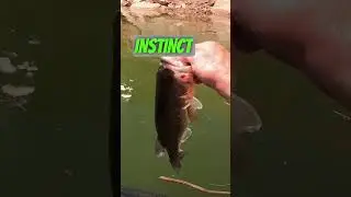 Dissecting The Spawn #bassfishing