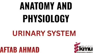 Anatomy and Physiology of the Urinary System