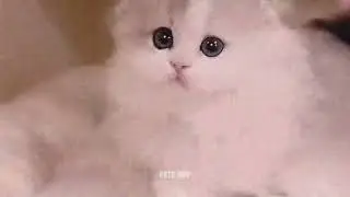 Cute kittens relaxing and playing to boost your happiness &hearts;