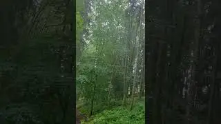The forest&rsquo;s breath in the rain