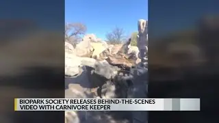 BioPark Society releases behind-the-scenes video with carnivore keeper