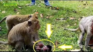 Million pity poor baby Timo cried seizure very hurt cos Dolly,Tima so scare no power protect Timo