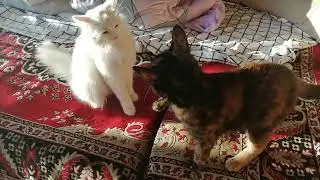 Aggressive cats #cats #cat #animal