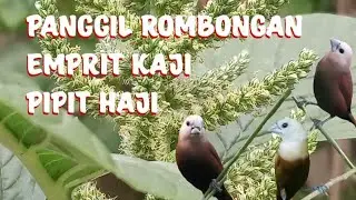 suara pikat emprit kaji/pipit haji sangat ampuh