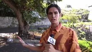 Monkeypod tree on Oahu property citied for posing safety hazard