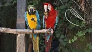 Rare Jungle Parrots in the Wild | Colorful & Exotic Birds