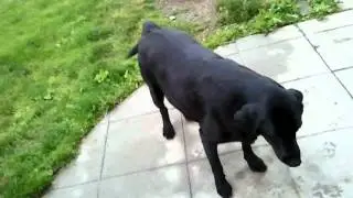 My doggy has a limp tail