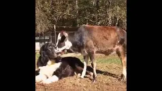 cuteness overload 😍 💖 #animalfails #funnypetschannel #petsagram #entertaininganimals
