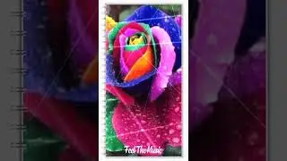 Rose flower editing 🌹