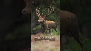 Red Deer Antlers: Nature's Annual Regrowth!