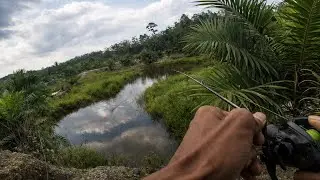 Casting gabus di air bening, ini dia umpan yang cocok untuk air jernih auto banyak dapat ikan