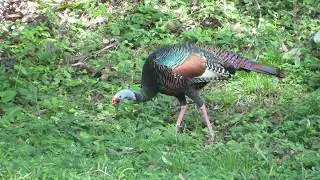 Ocellated Turkey (Meleagris ocellata) in Tikal National Park
