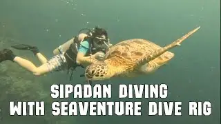 Sipadan Diving with Seaventure Dive Rig #sipadan #scubadiving #malaysia  #seaventure #mabul #kapalai